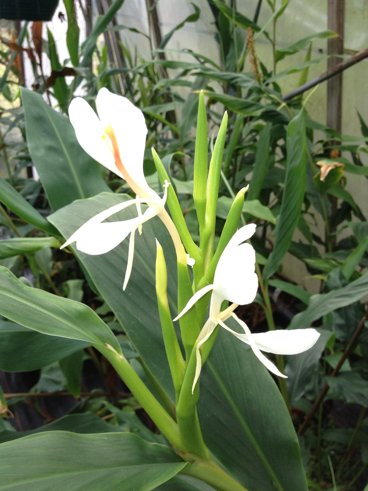 Hedychium forrestii