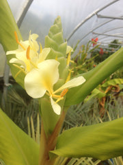Hedychium maximum