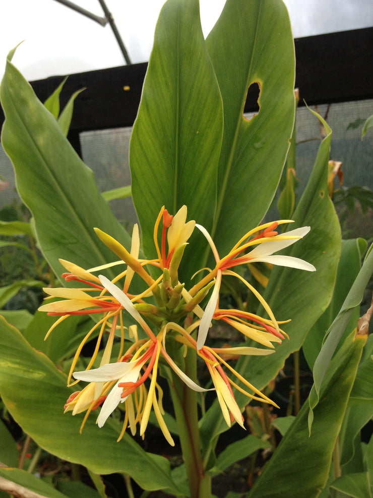 Hedychium spicatum