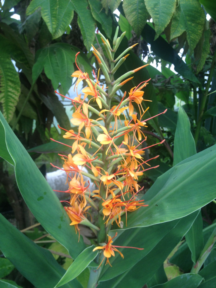 Hedychium tara