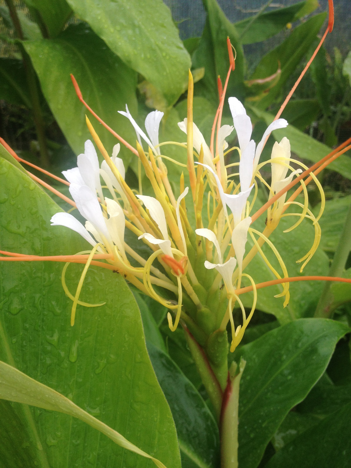 Hedychium thyrsiforme