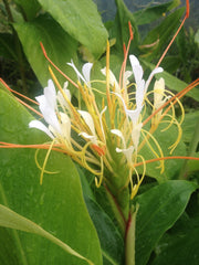 Hedychium thyrsiforme