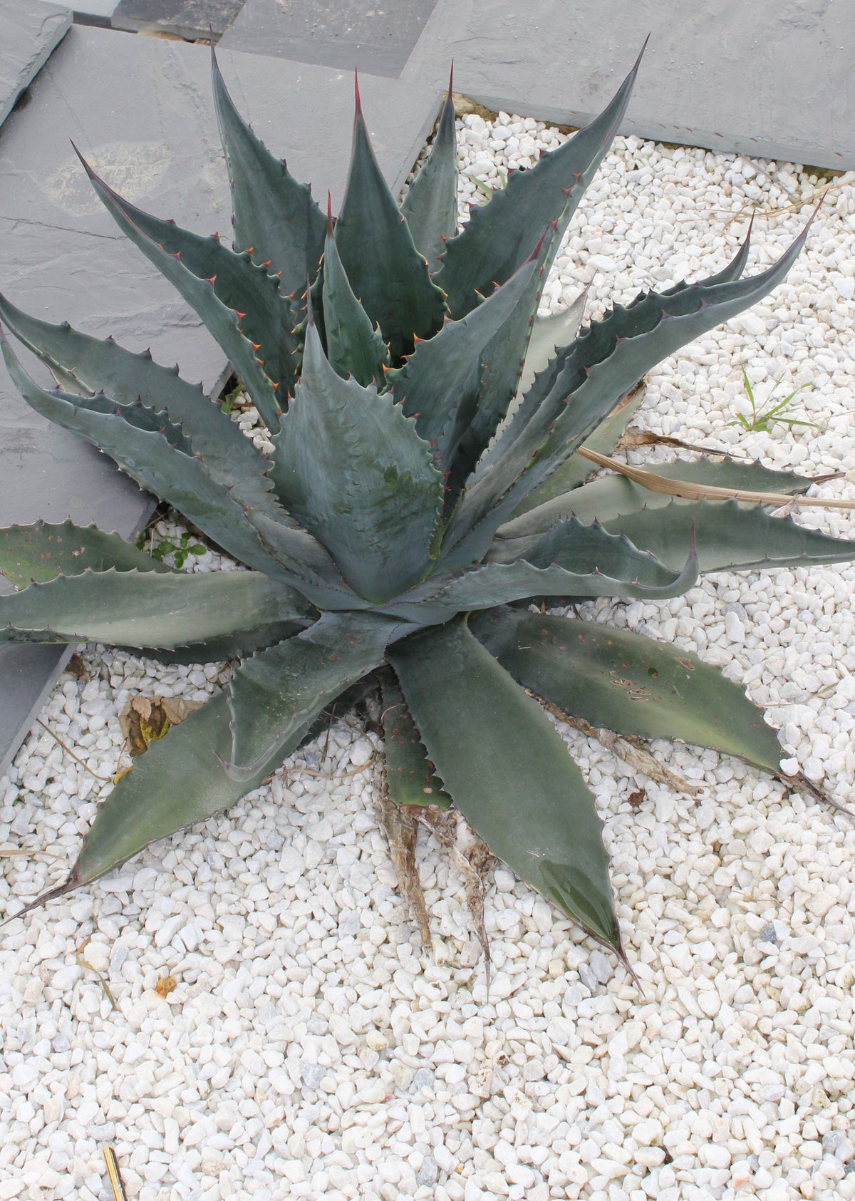 Agave gentryi