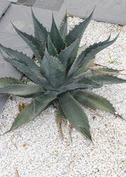 Agave gentryi