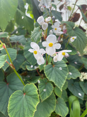 Begonia grandis subsp. evainsii alba