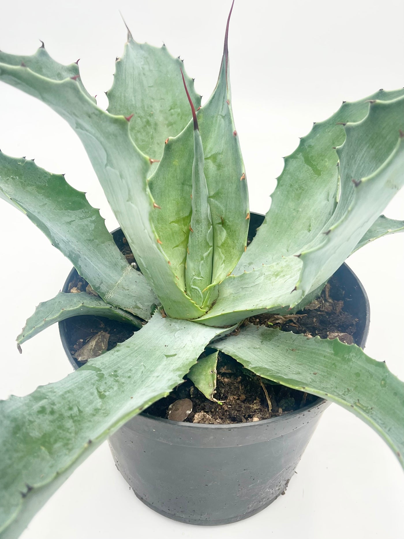 Agave Americana Ssp. Protemericana