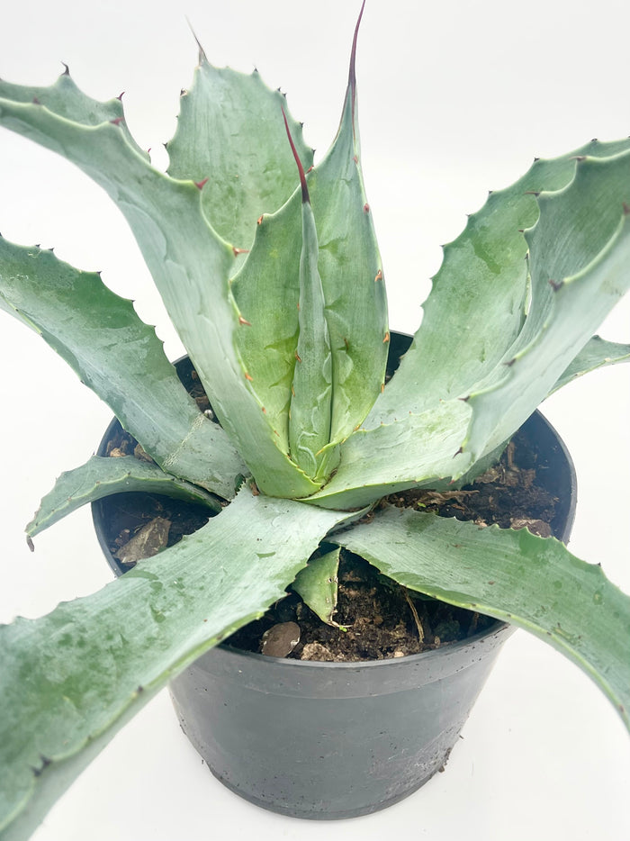 Agave Americana Ssp. Protemericana