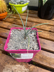 Yucca elata