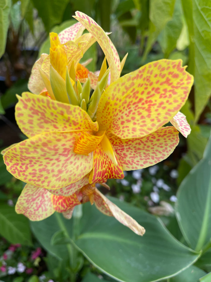 Canna 'Picasso'