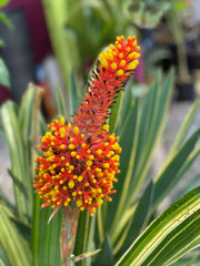 Aechmea bracteata variegata