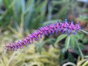 Aechmea gamosepala
