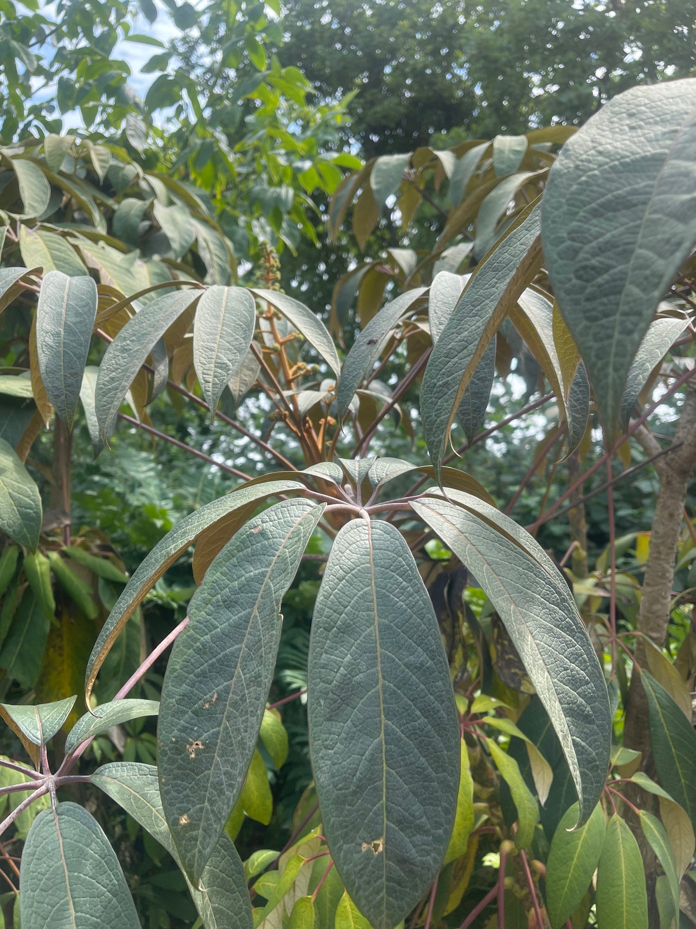 Schefflera sp. nova (fengii)