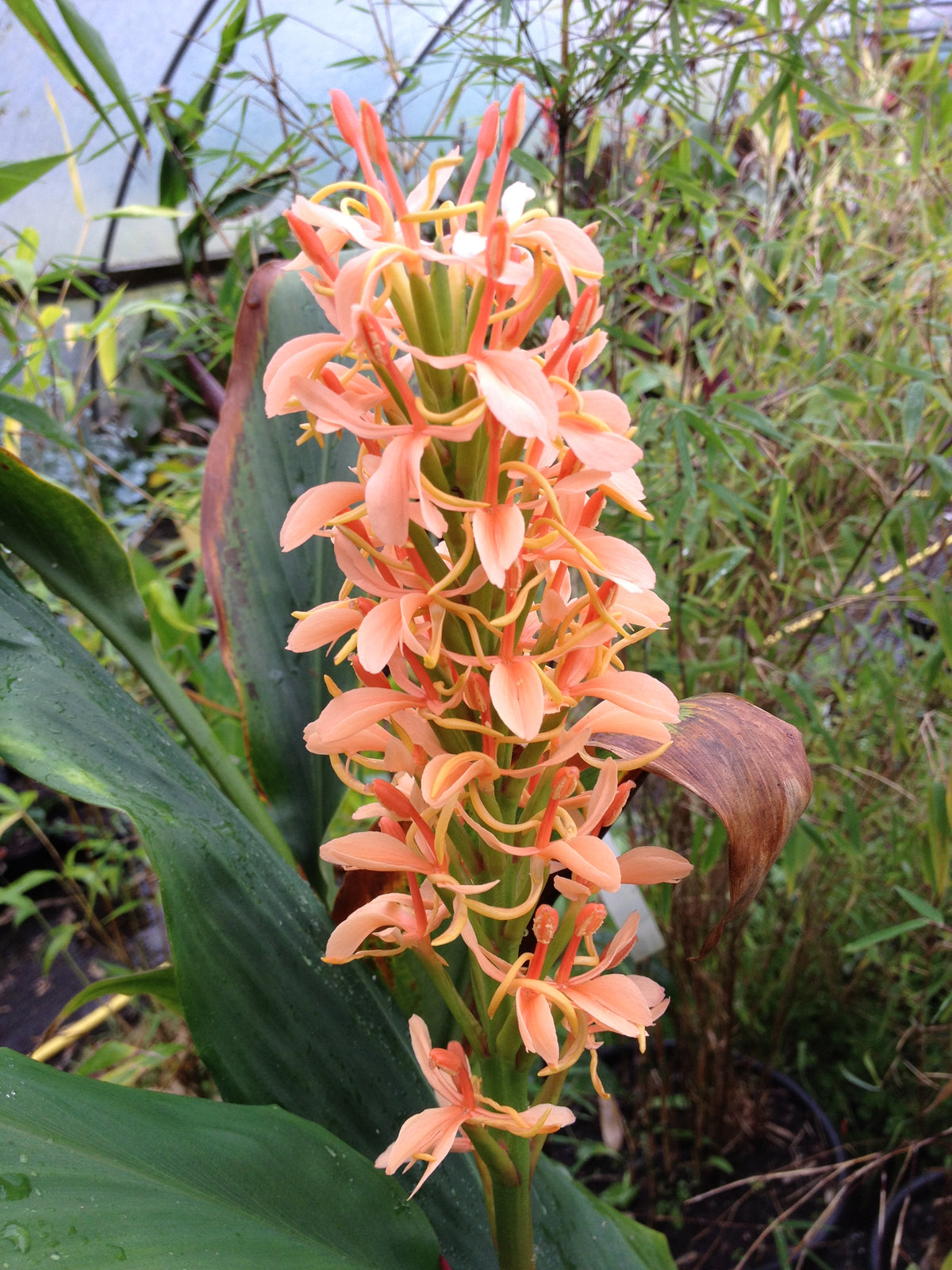 Hedychium densiflorum 'Sorong'