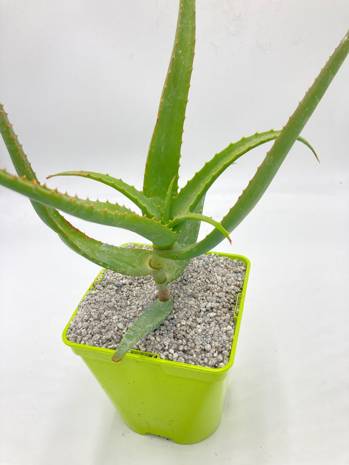 Aloe tr