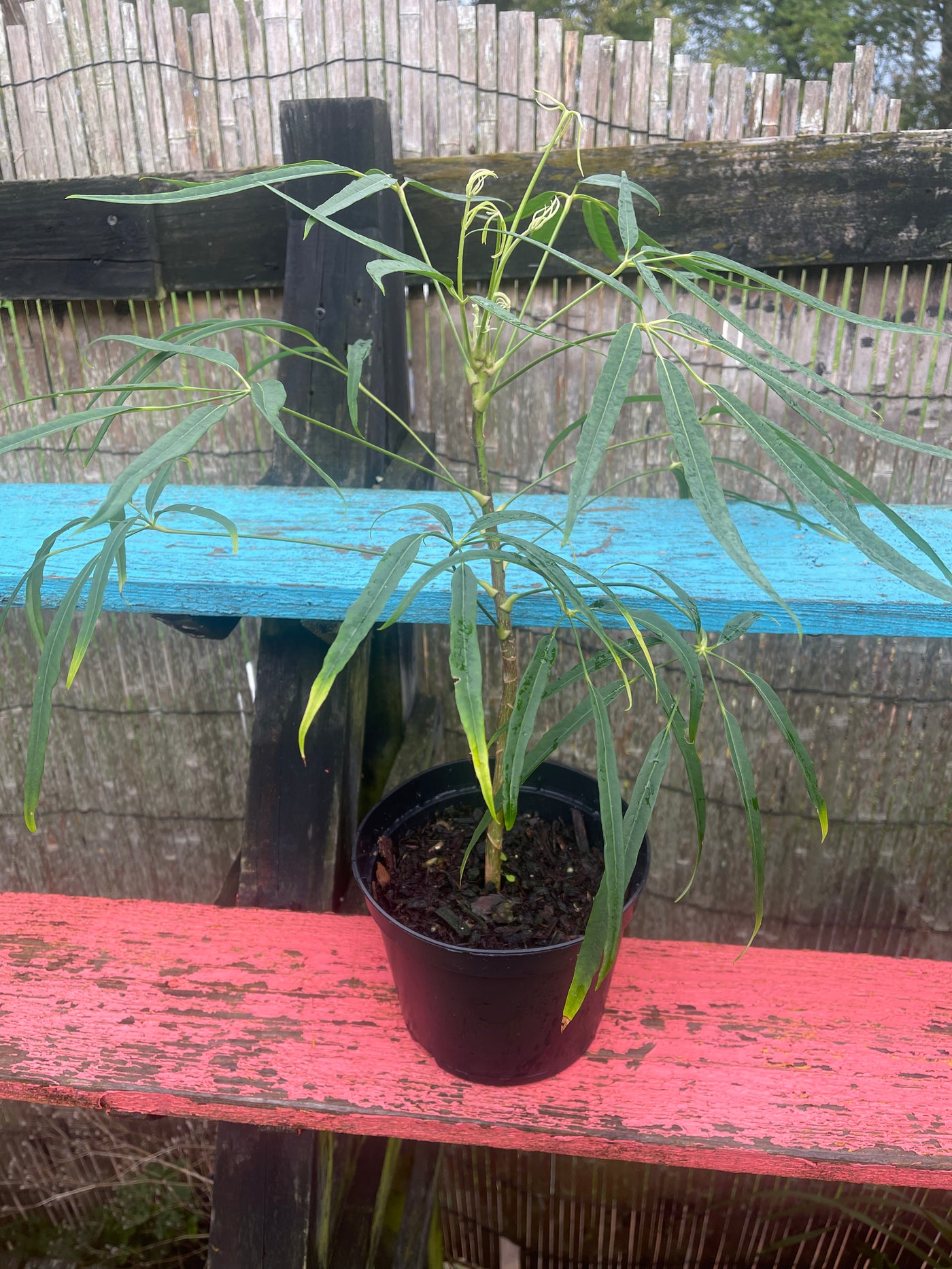 Schefflera bodinieri