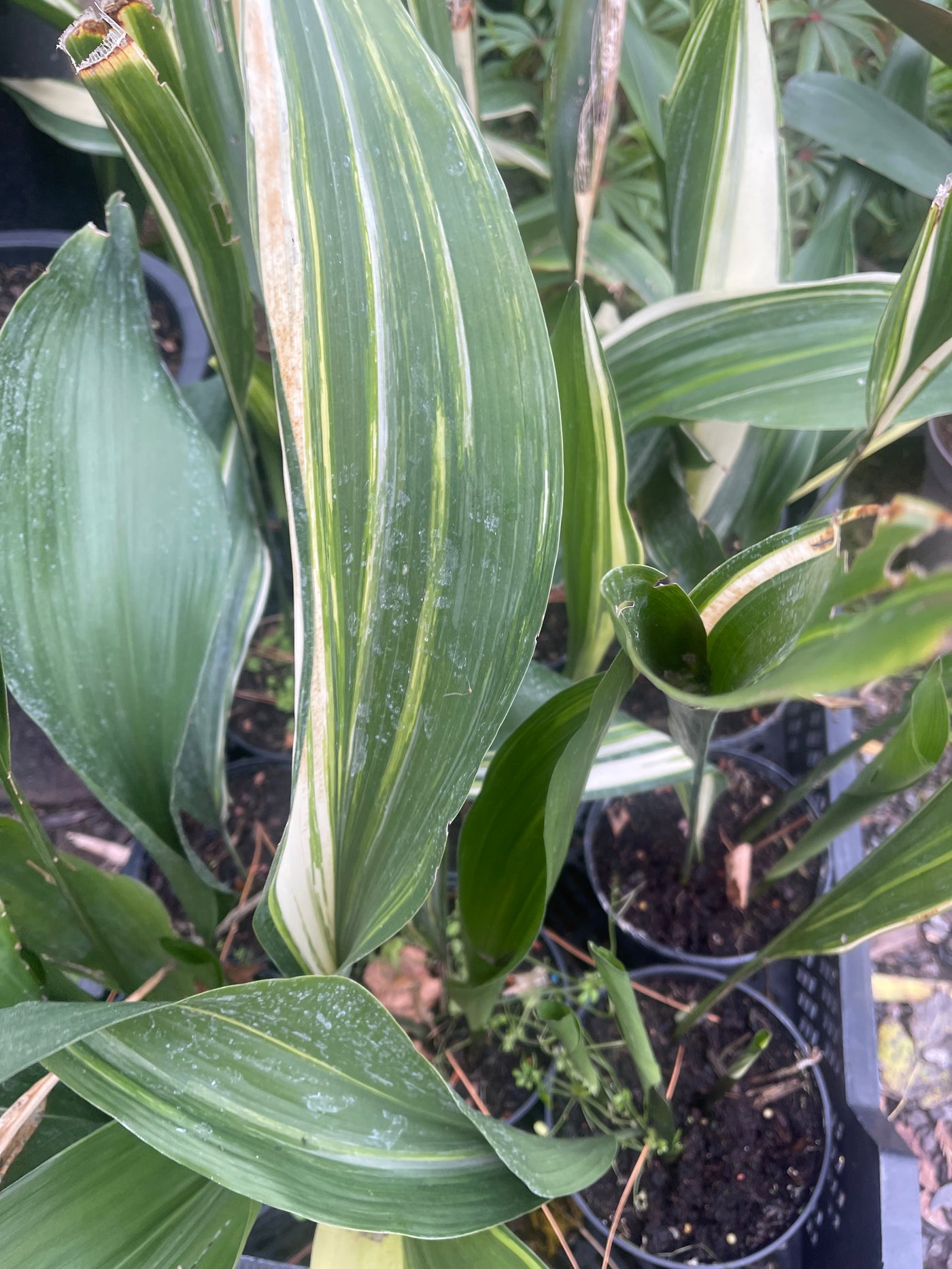 Aspidistra elatior 'Okame'