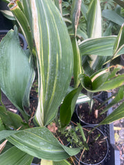 Aspidistra elatior 'Okame'