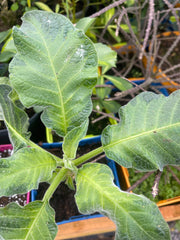 Brugmansia 'Axel Rose'
