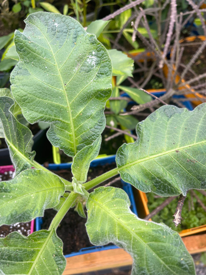 Brugmansia 'Axel Rose'