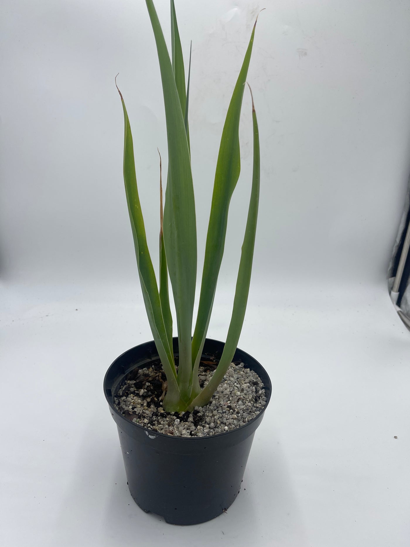 Beschorneria wrightii