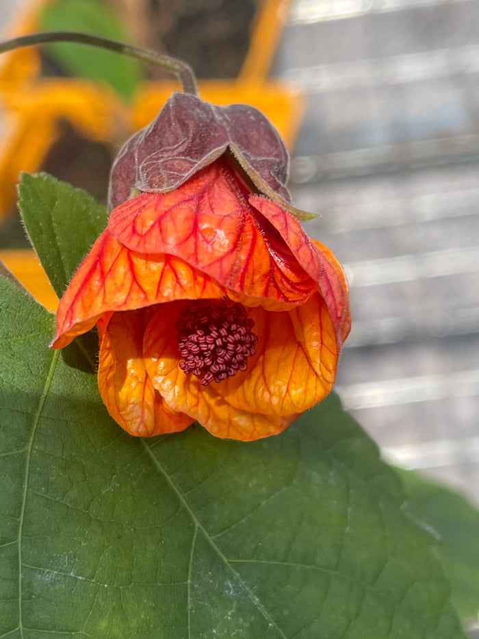 Abutilon ‘Hot Orange Lava’