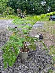 Cyathea cooperi 10ltr