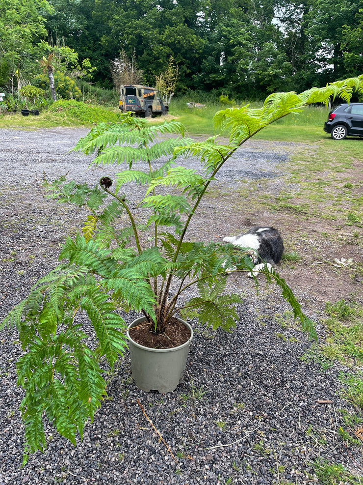 Cyathea cooperi 10ltr