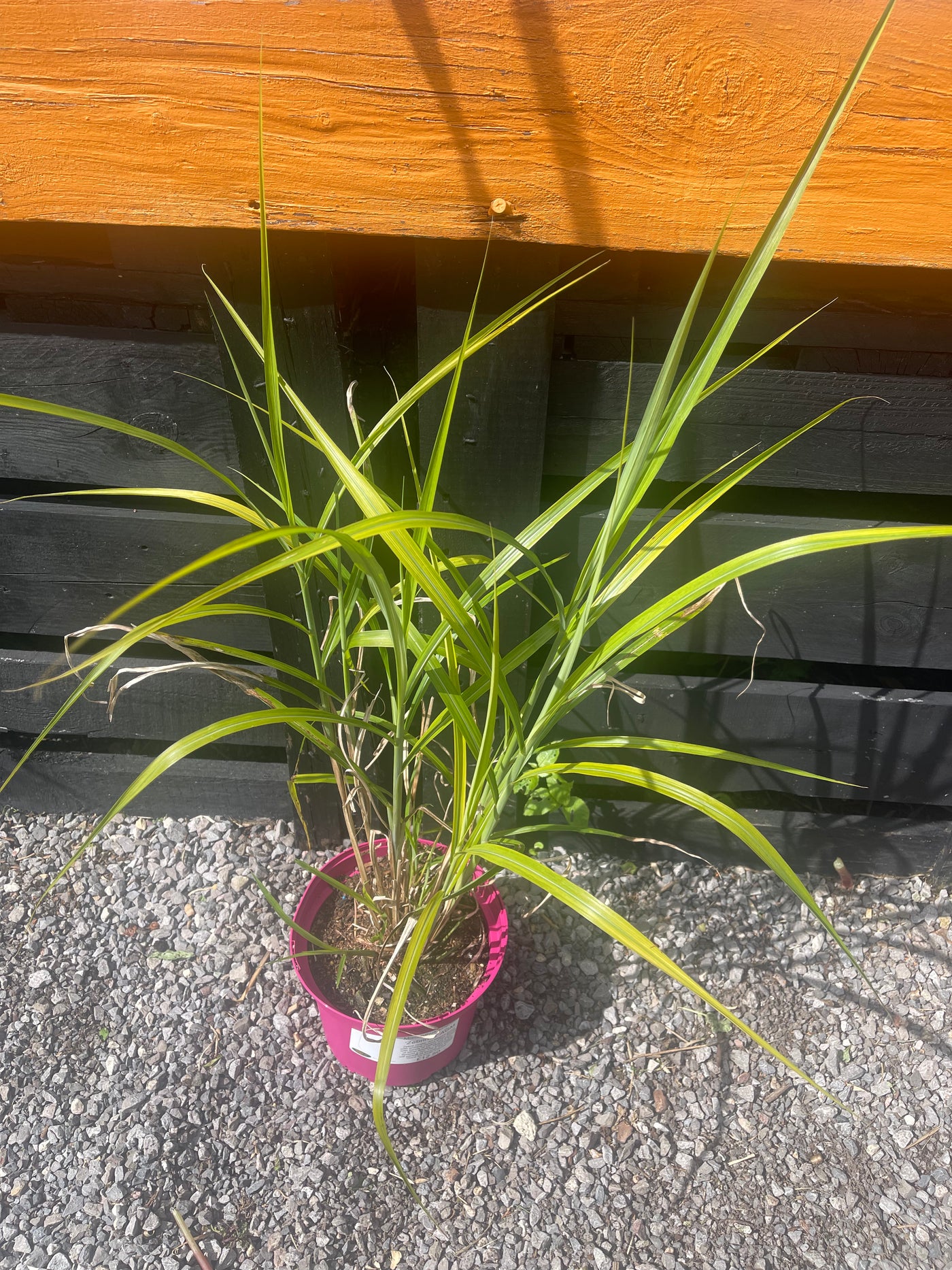 Miscanthus sinensis 'Zebrinus'