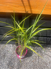 Miscanthus sinensis 'Zebrinus'