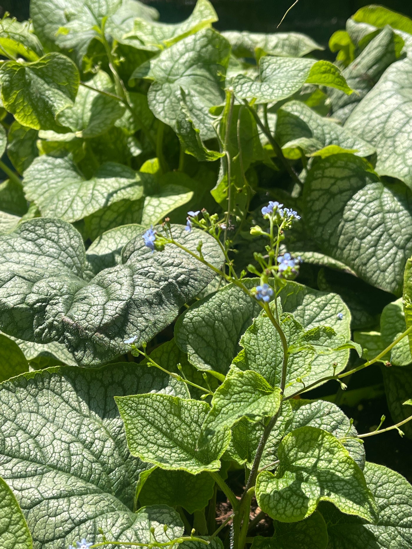 Brunnera macrophylla 'Alexanders Great'