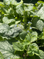 Brunnera macrophylla 'Alexanders Great'