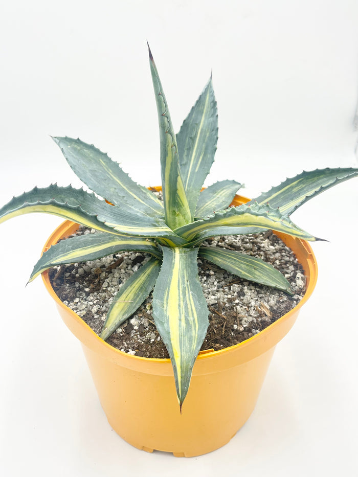 Agave americana var. striata