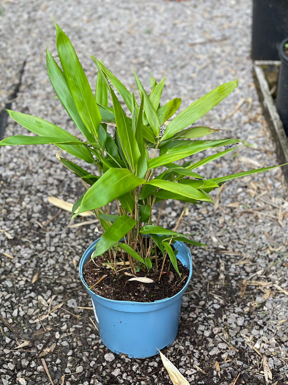 Indocalamus latifolius