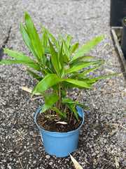 Indocalamus latifolius