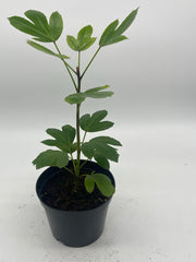 Pseudopanax Cyril Watson