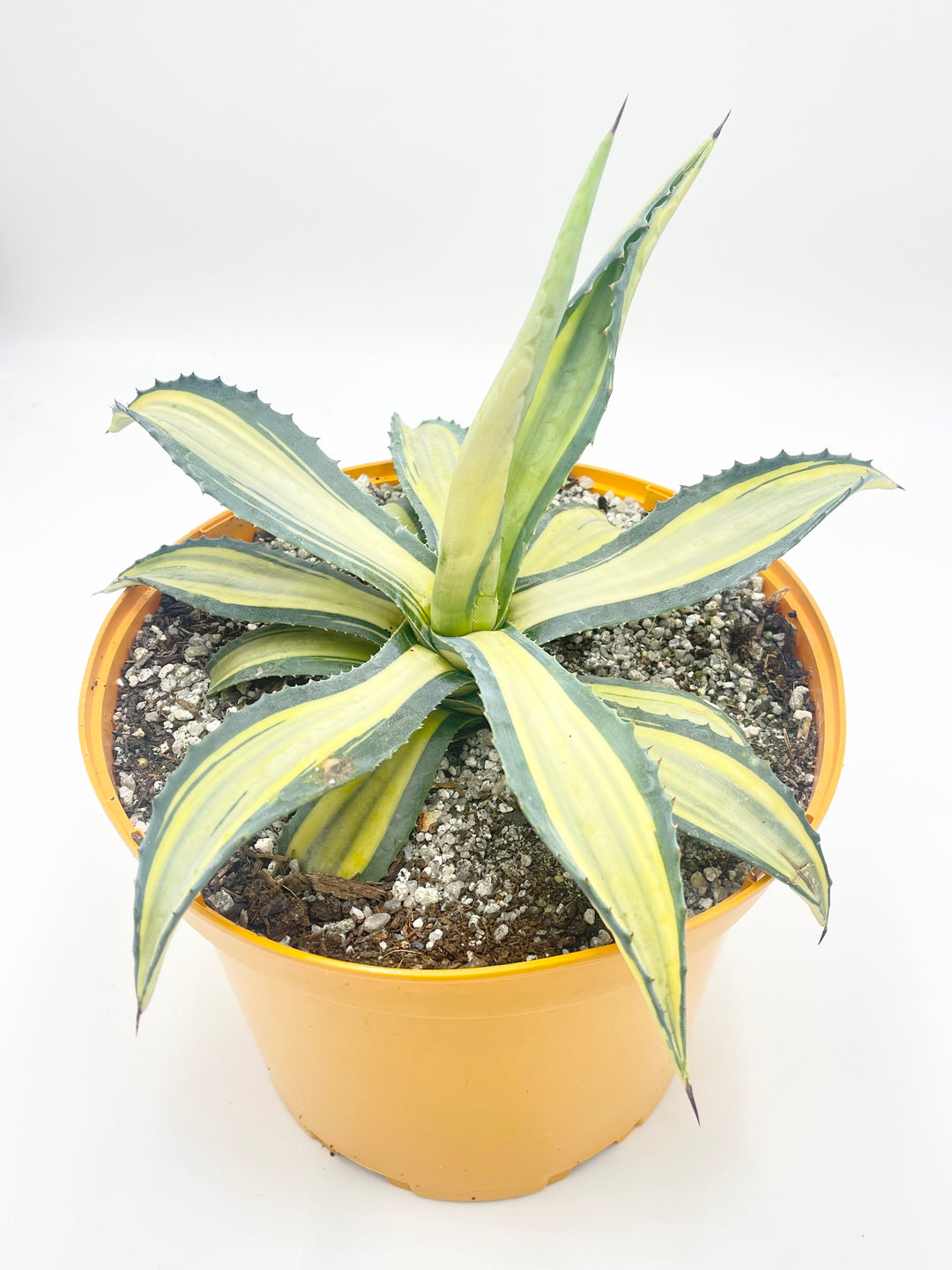 Agave Americana Mediopicta Aurea – Desert to Jungle