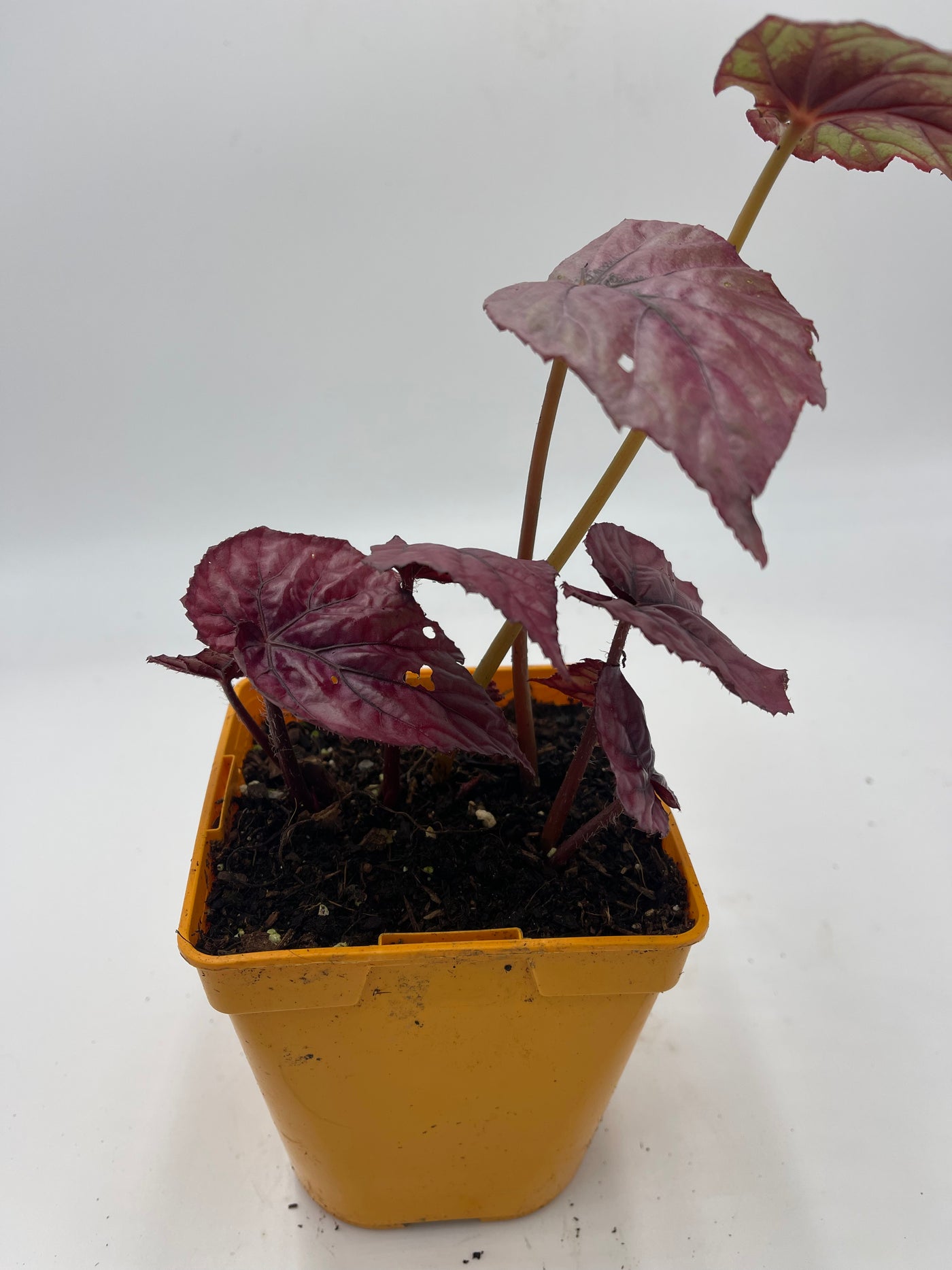 Begonia rex 'Inca Flame'