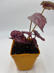 Begonia rex 'Inca Flame'