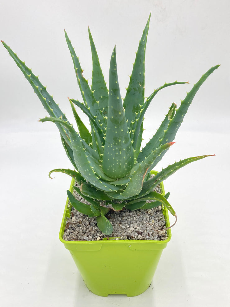 Aloe X spinosissima