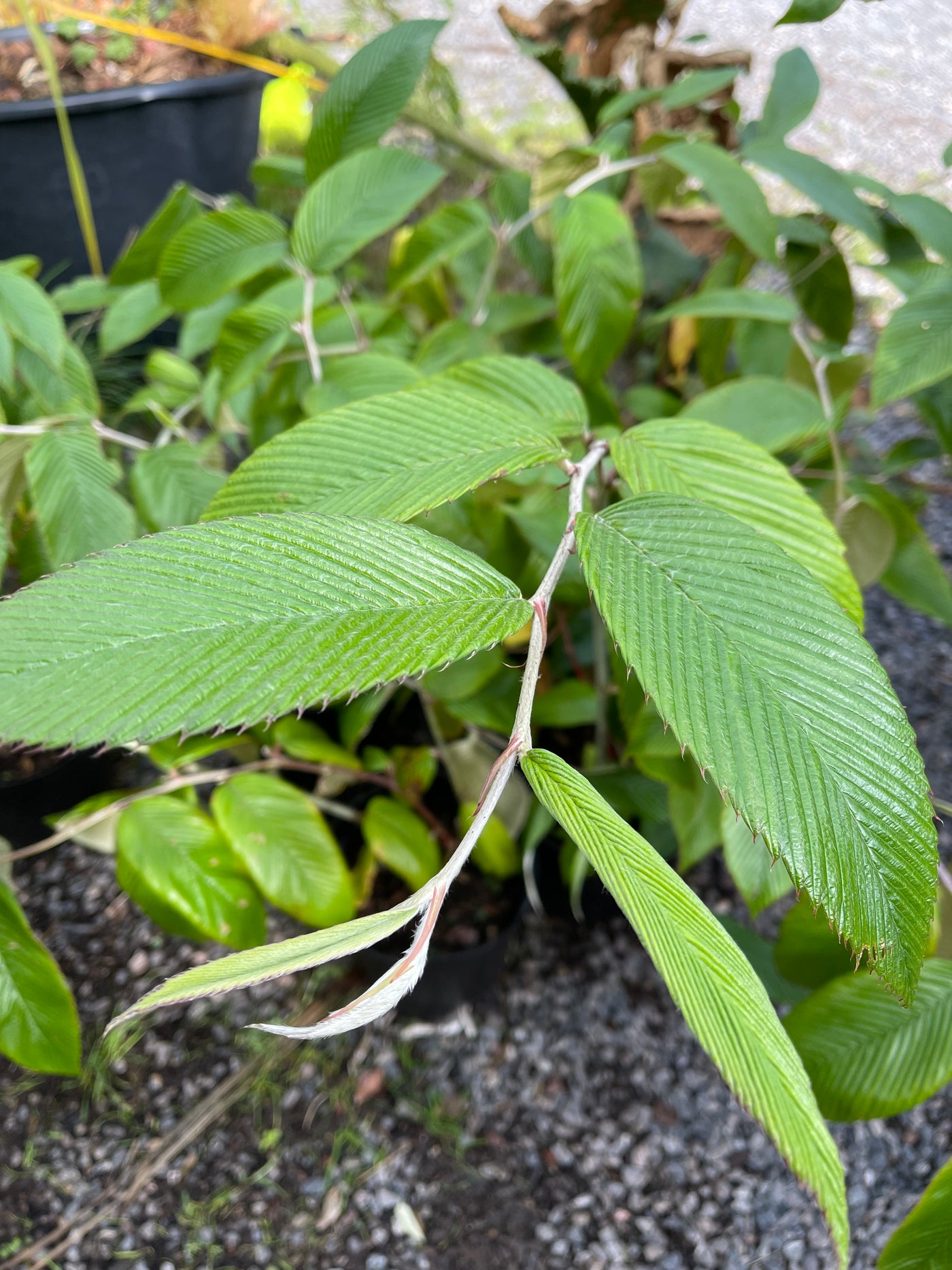 Rubus calophyllus