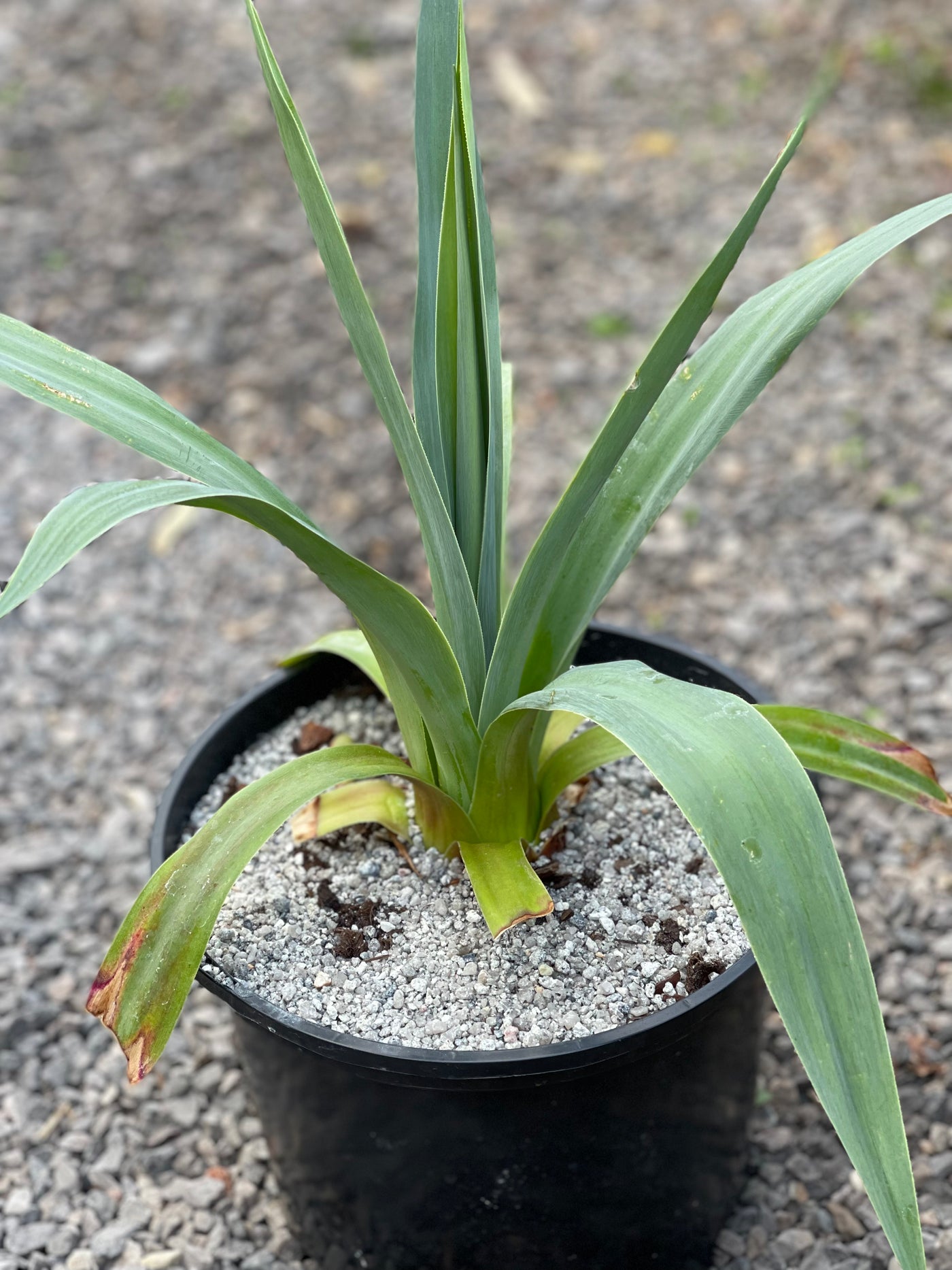 Furcraea quichiensis