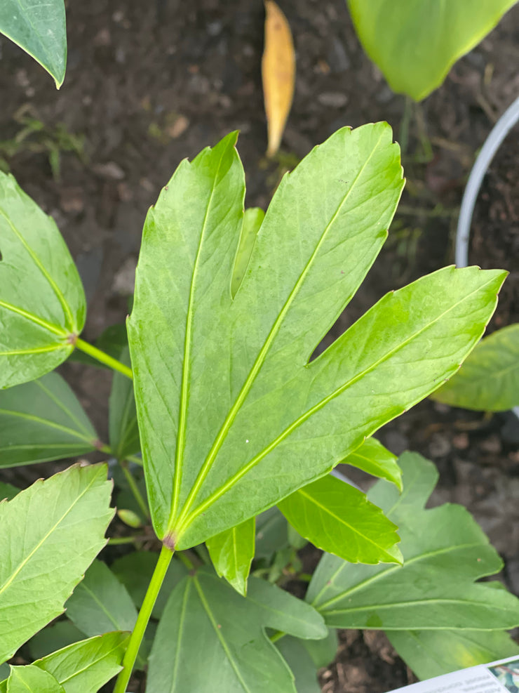 Pseudopanax adiantifolius