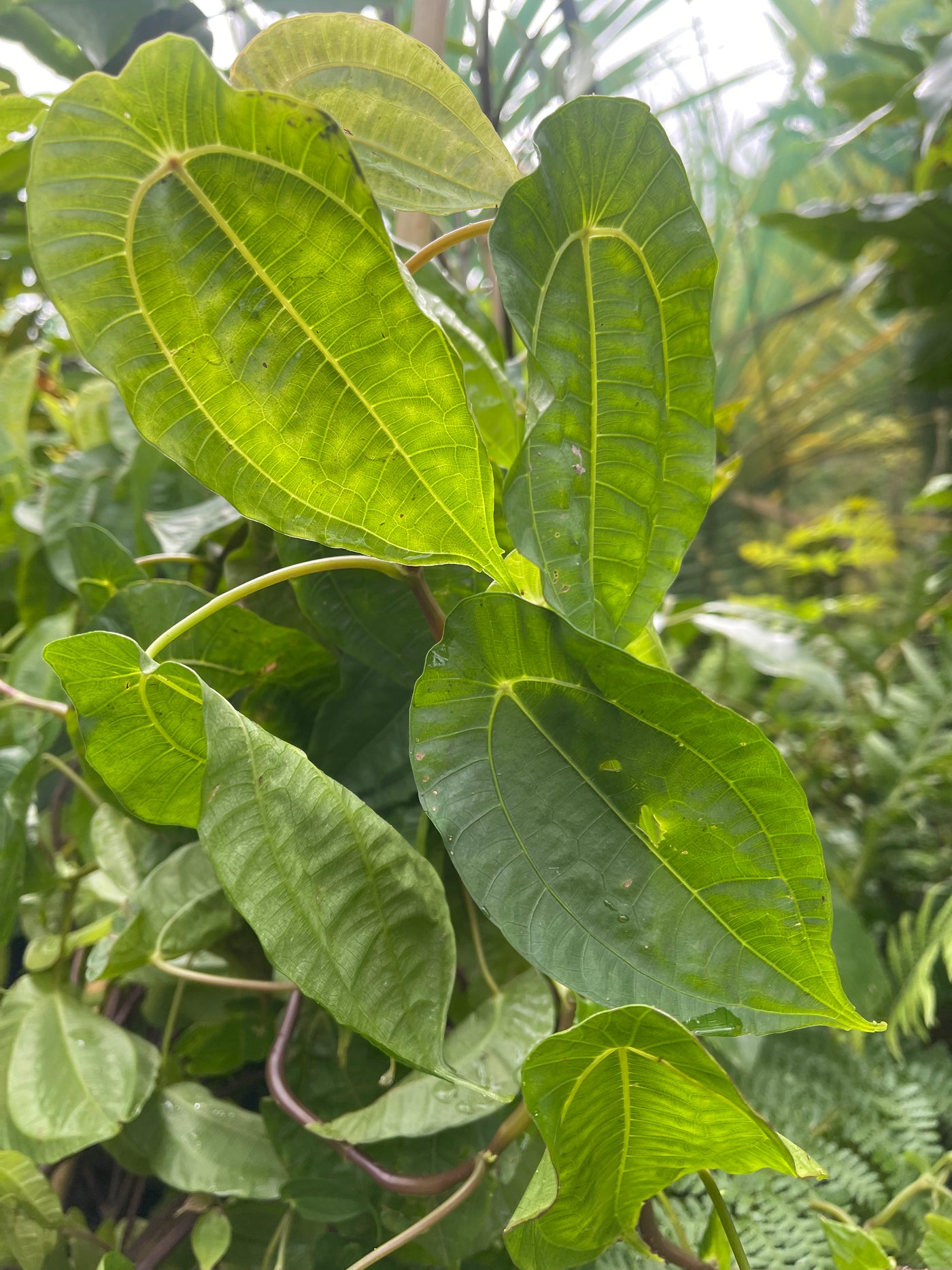 Pilea insolens