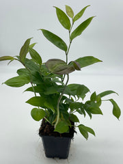 Disporum bodinieri