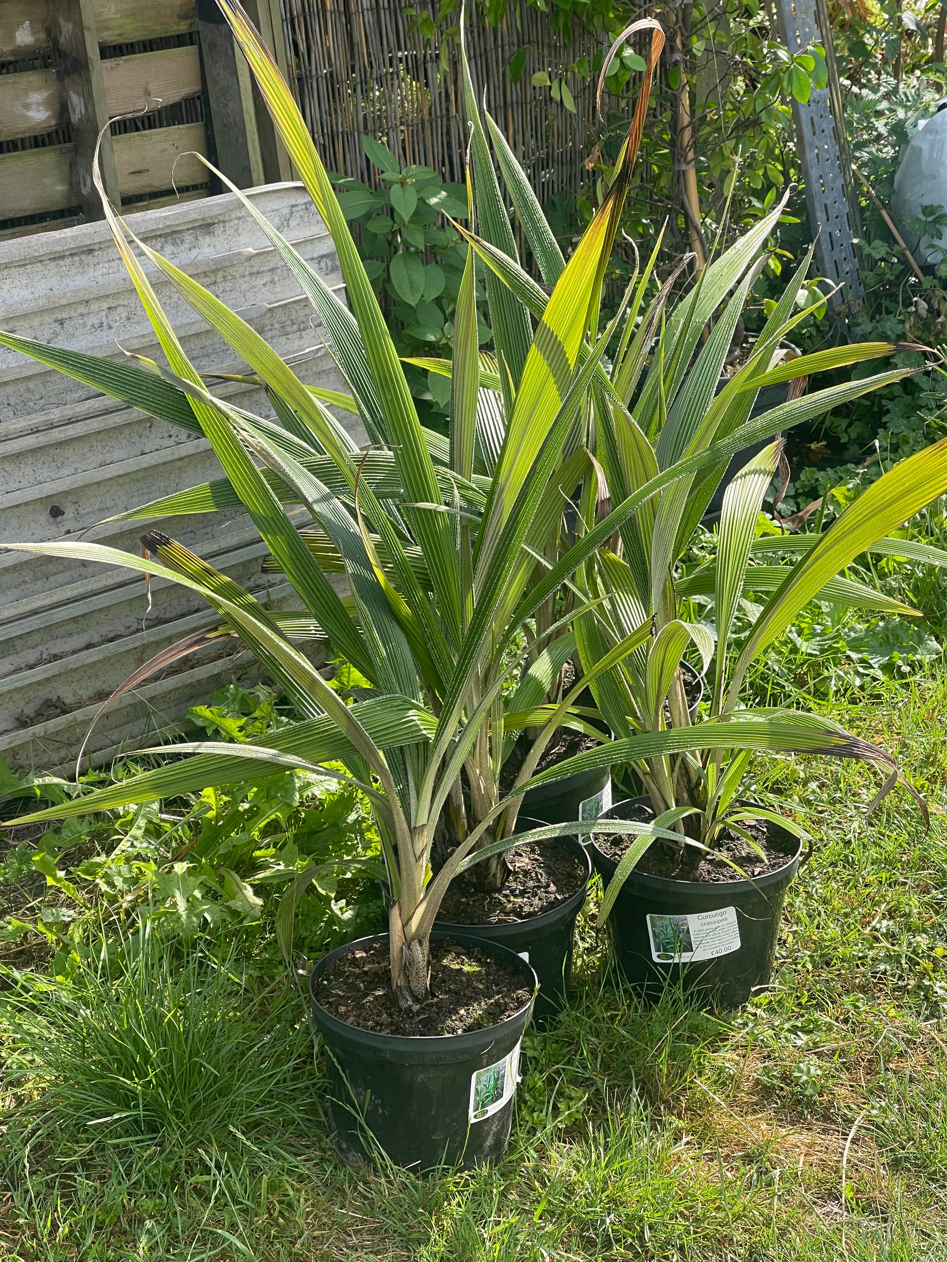 Curculigo crassipes – Desert to Jungle