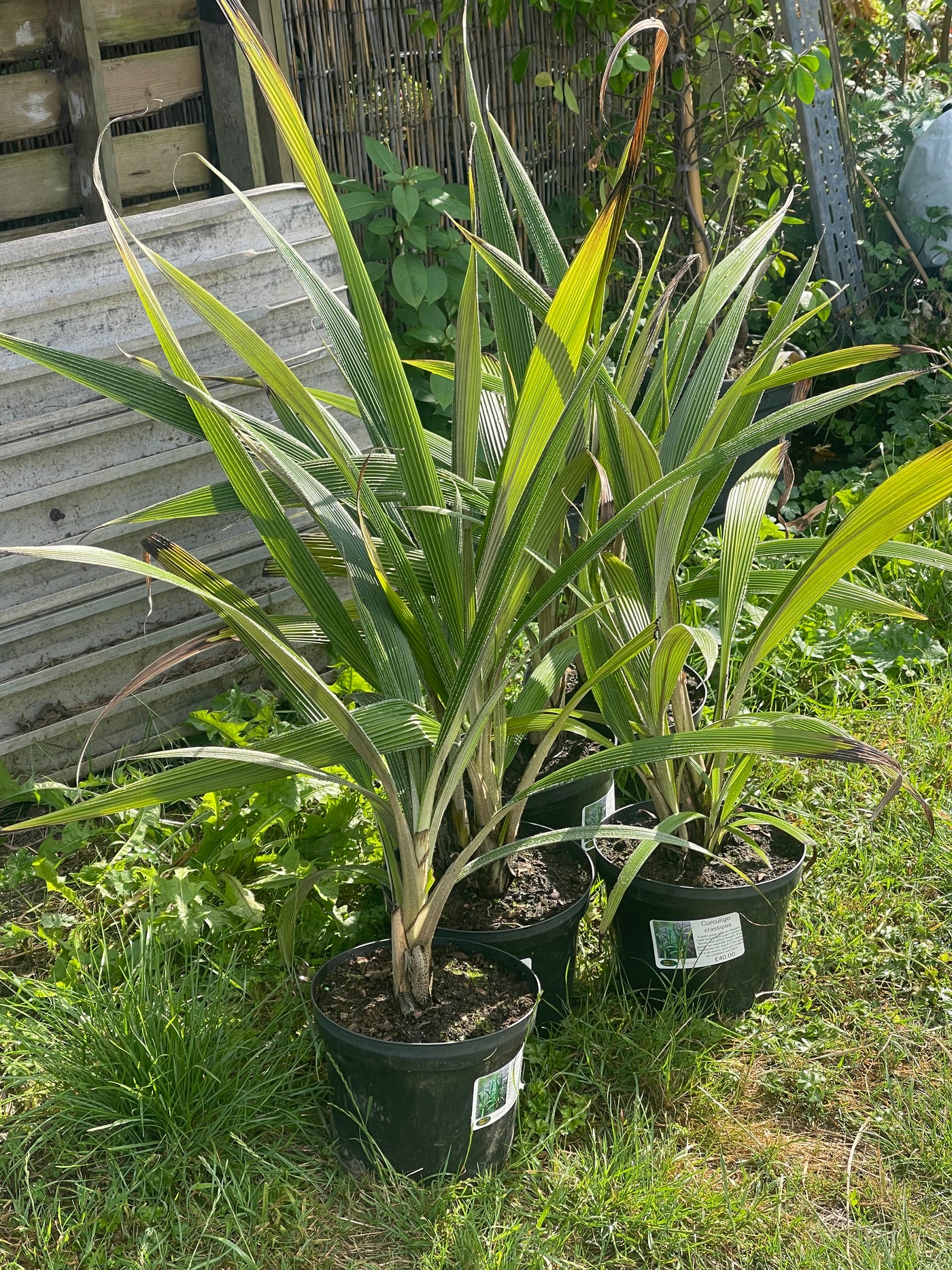 Curculigo crassipes