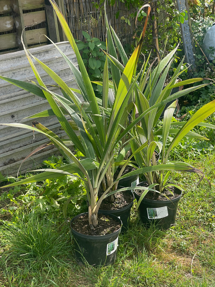 Curculigo crassipes