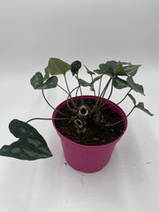 Asarum splendens 3ltr