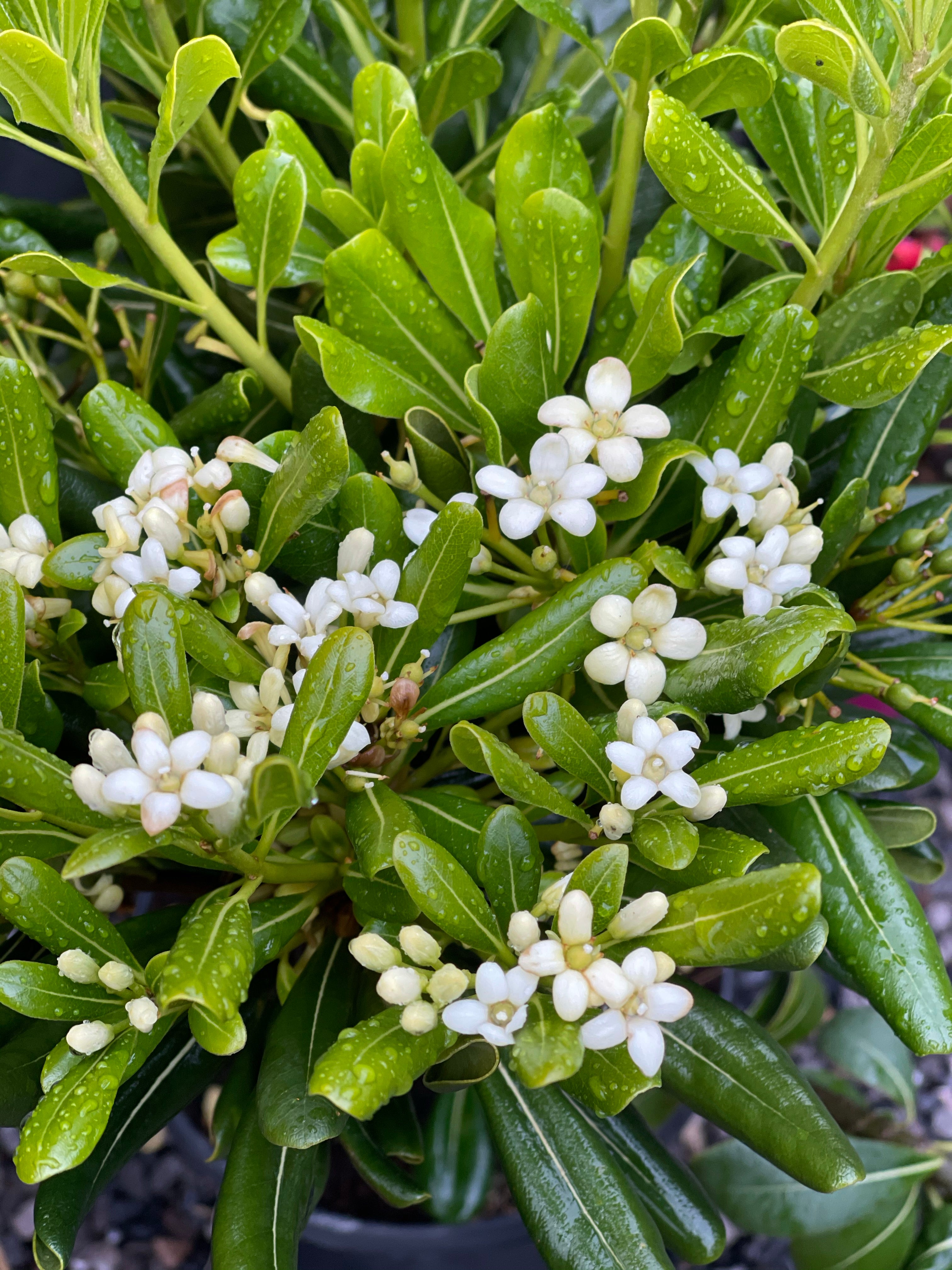 Pittosporum Tobira Pittosporum Tobira