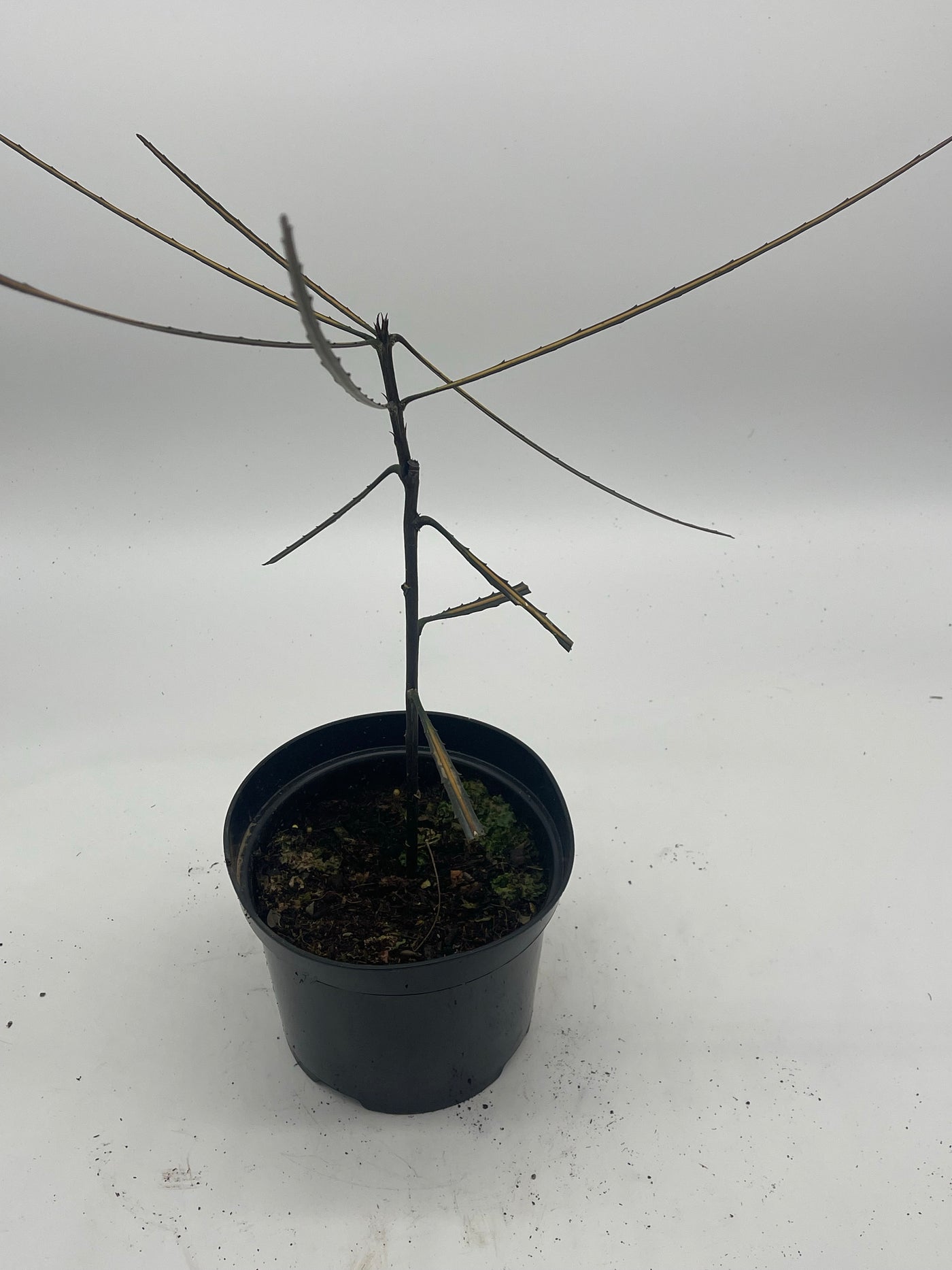 Pseudopanax crassifolius